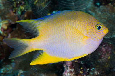 Amblyglyphidodon aureus Pomacentridae