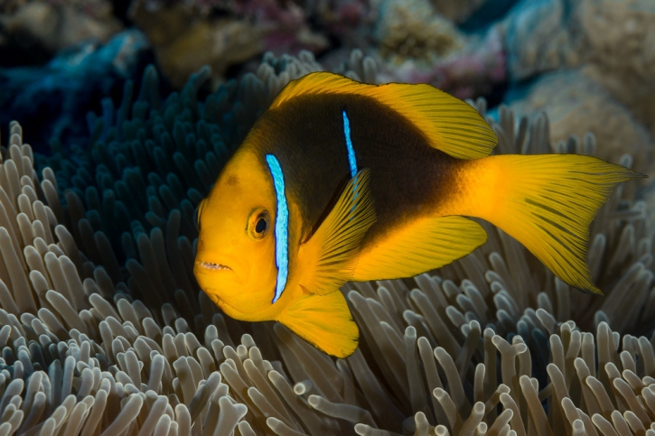 Amphiprion chrysopterus