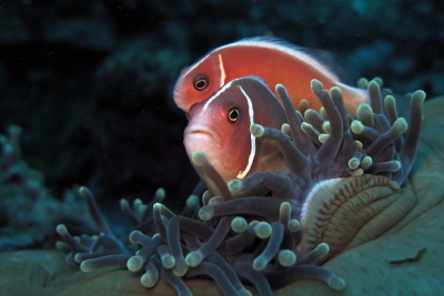 poisson-clown rose Pomacentridae