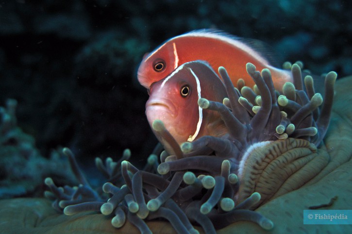 Amphiprion perideraion