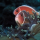 picture of Amphiprion perideraion