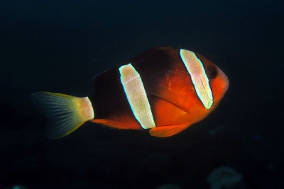 poisson-clown marron Pomacentridae