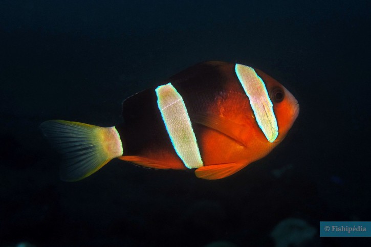 Amphiprion tricinctus