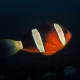 picture of Amphiprion tricinctus