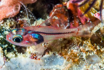 Apogon doryssa Apogonidae