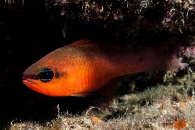 castagnole rouge Apogonidae