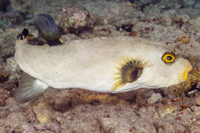 poisson ballon immaculé Tetraodontidae