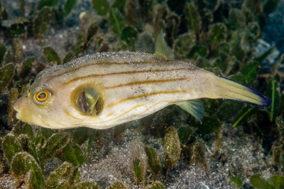 Arothron manilensis
