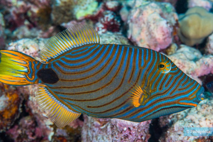 ballestas Espèce : ballestas