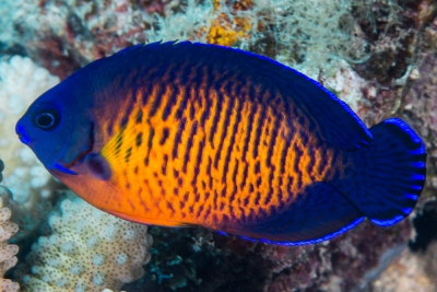 poisson-ange nain à deux épines Pomacanthidae