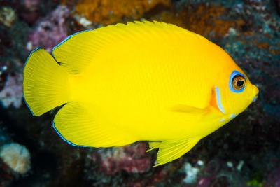 poisson-ange citron Pomacanthidae