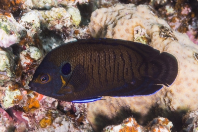 poisson-ange nain brun Pomacanthidae