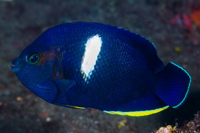 Centropyge tibicen
