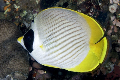 poisson-papillon des Philippines Chaetodontidae