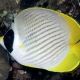 picture of Chaetodon adiergastos