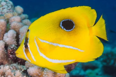 Chaetodon bennetti