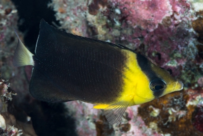 pez mariposa brownburnie Chaetodontidae
