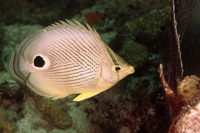 Chaetodon capistratus Chaetodontidae