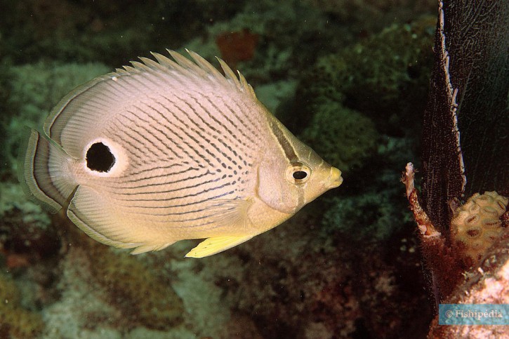 Chaetodon capistratus