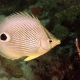 picture of Chaetodon capistratus