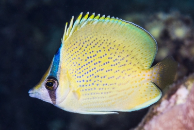 pez mariposa moteado Chaetodontidae