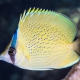 picture of Chaetodon citrinellus