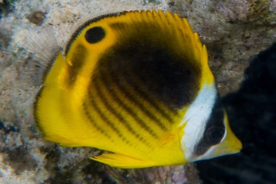 Chaetodon fasciatus