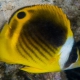 picture of Chaetodon fasciatus