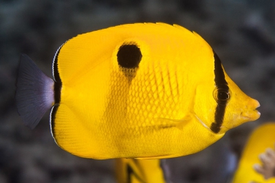 Chaetodon interruptus Chaetodontidae