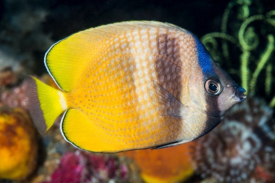 Chaetodon kleinii Chaetodontidae