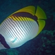 picture of Chaetodon lineolatus