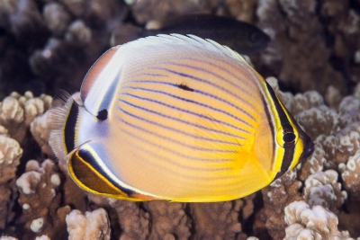 Chaetodon lunulatus Chaetodontidae