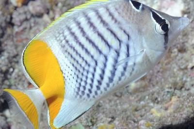 poisson papillon de Madagascar Chaetodontidae