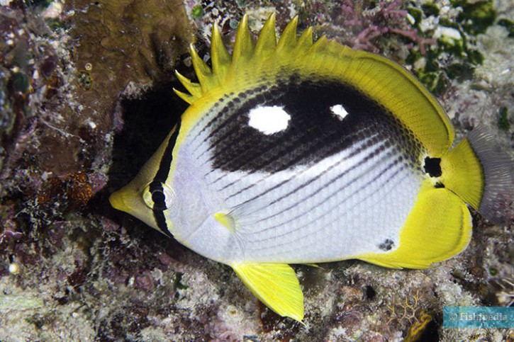 Chaetodon melannotus