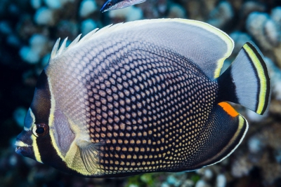 poisson-papillon réticulé Chaetodontidae
