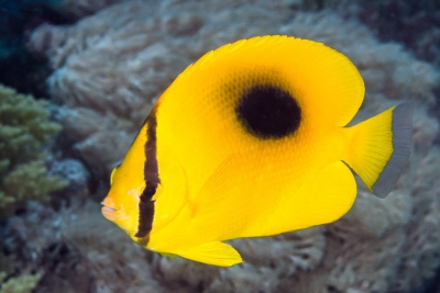 pez mariposa ocelado Chaetodontidae