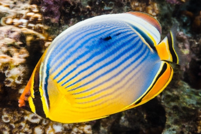 Chaetodon trifasciatus Chaetodontidae