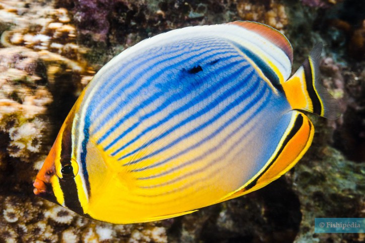 Chaetodon trifasciatus