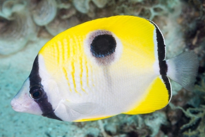 poisson-papillon ocellé Chaetodontidae
