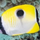 picture of Chaetodon unimaculatus