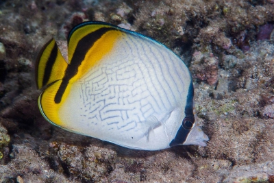 poisson-papillon vagabond Chaetodontidae