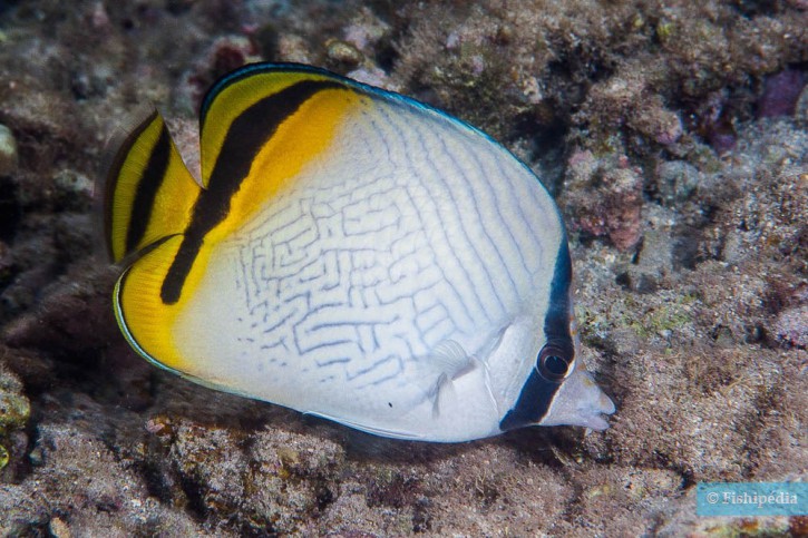 Chaetodon vagabundus