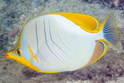 poisson-papillon à tête jaune Chaetodontidae