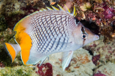poisson-papillon à filet perlé Chaetodontidae