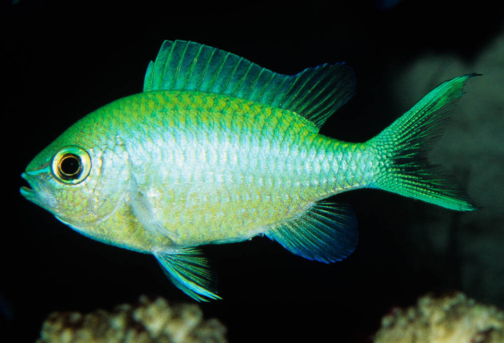 Chromis viridis • Fish sheet