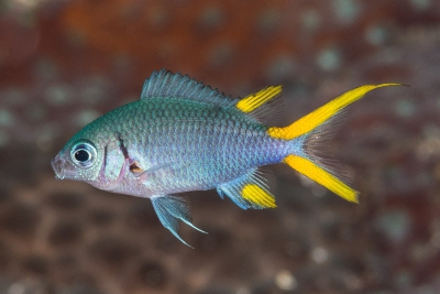 Chromis xanthura Pomacentridae