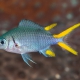 picture of Chromis xanthura