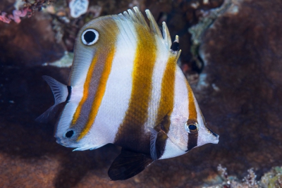 Coradion melanopus Chaetodontidae