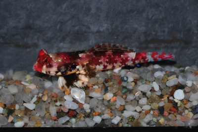 dragonet étoilé Callionymidae