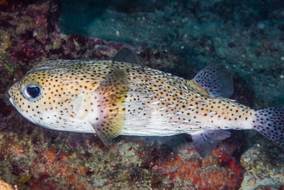 pez erizo moteado Diodontidae